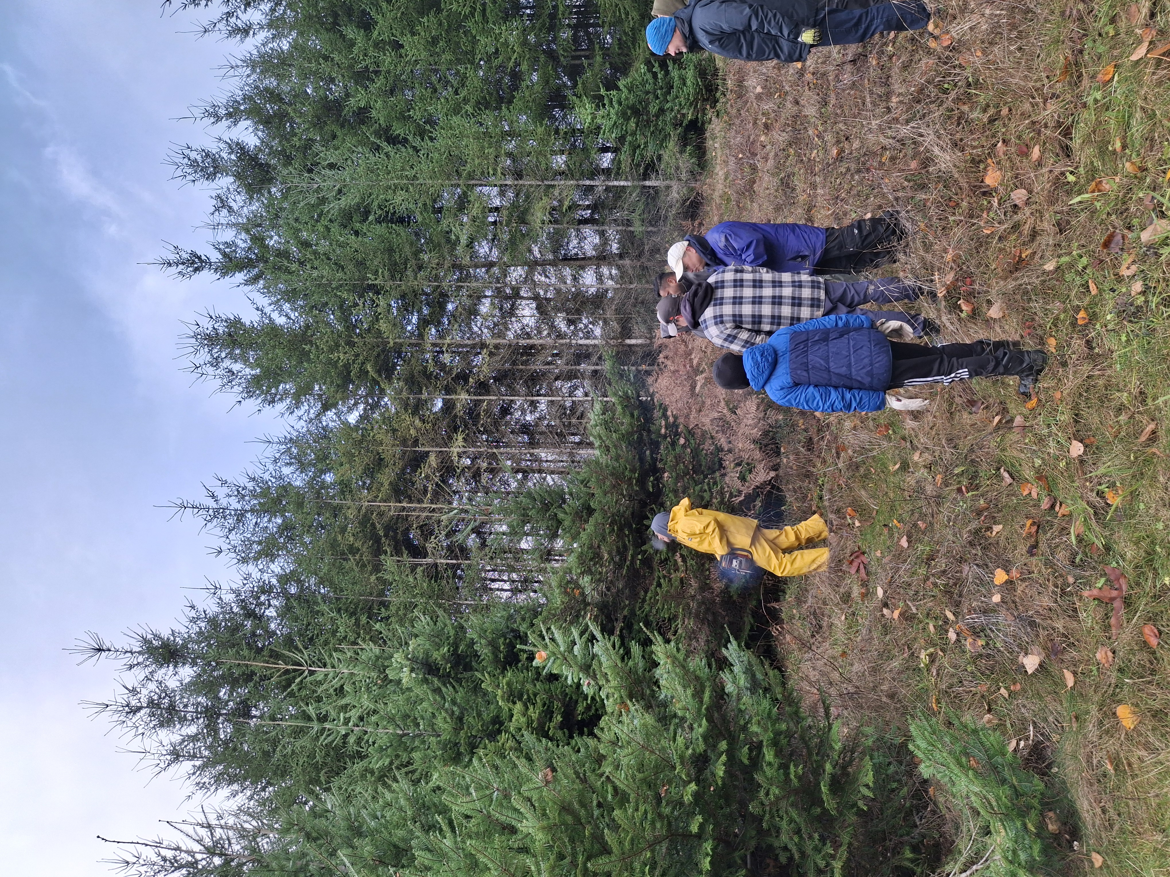 Walking the rows to choose trees