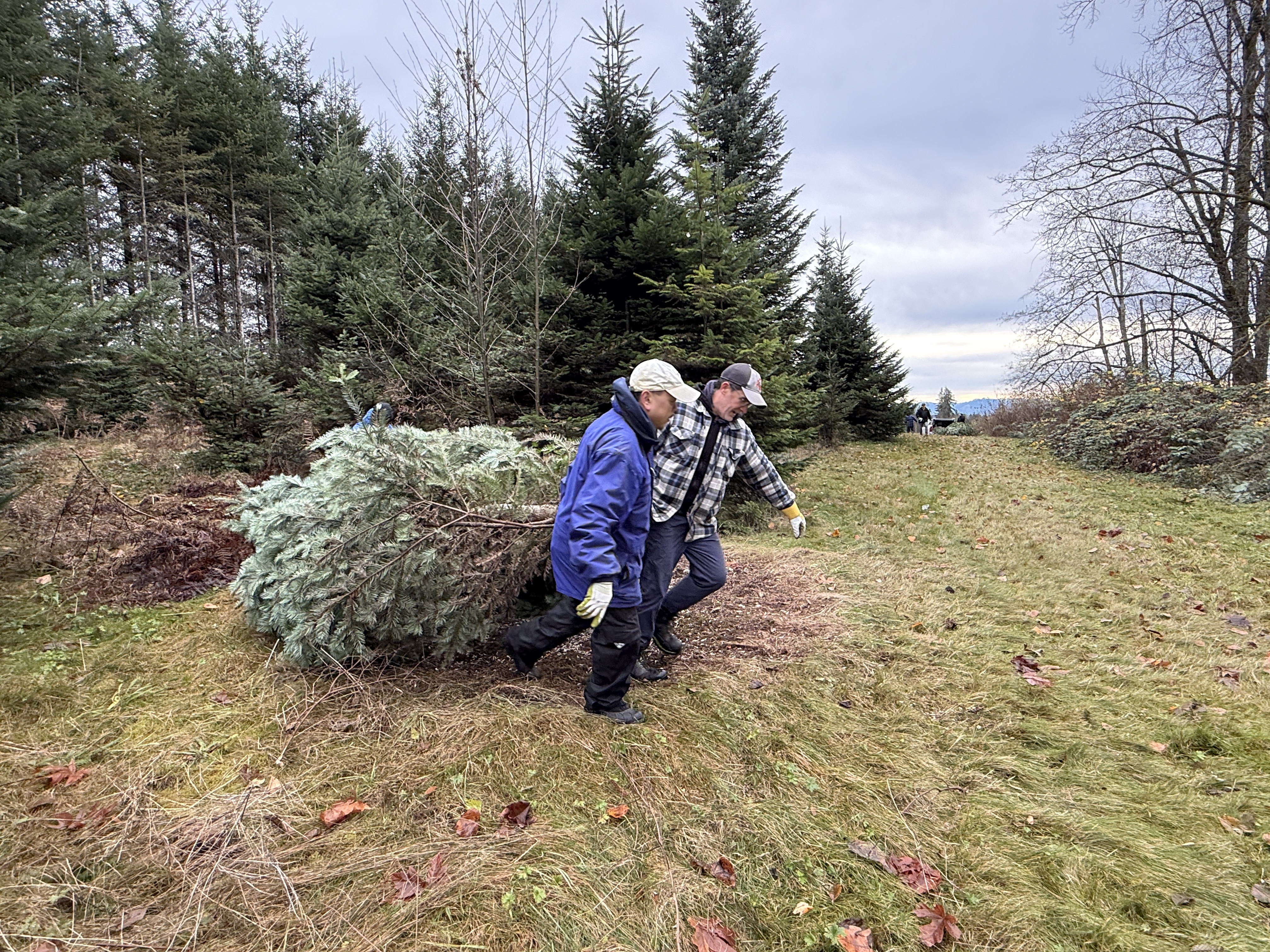 Two people dragging a tree together