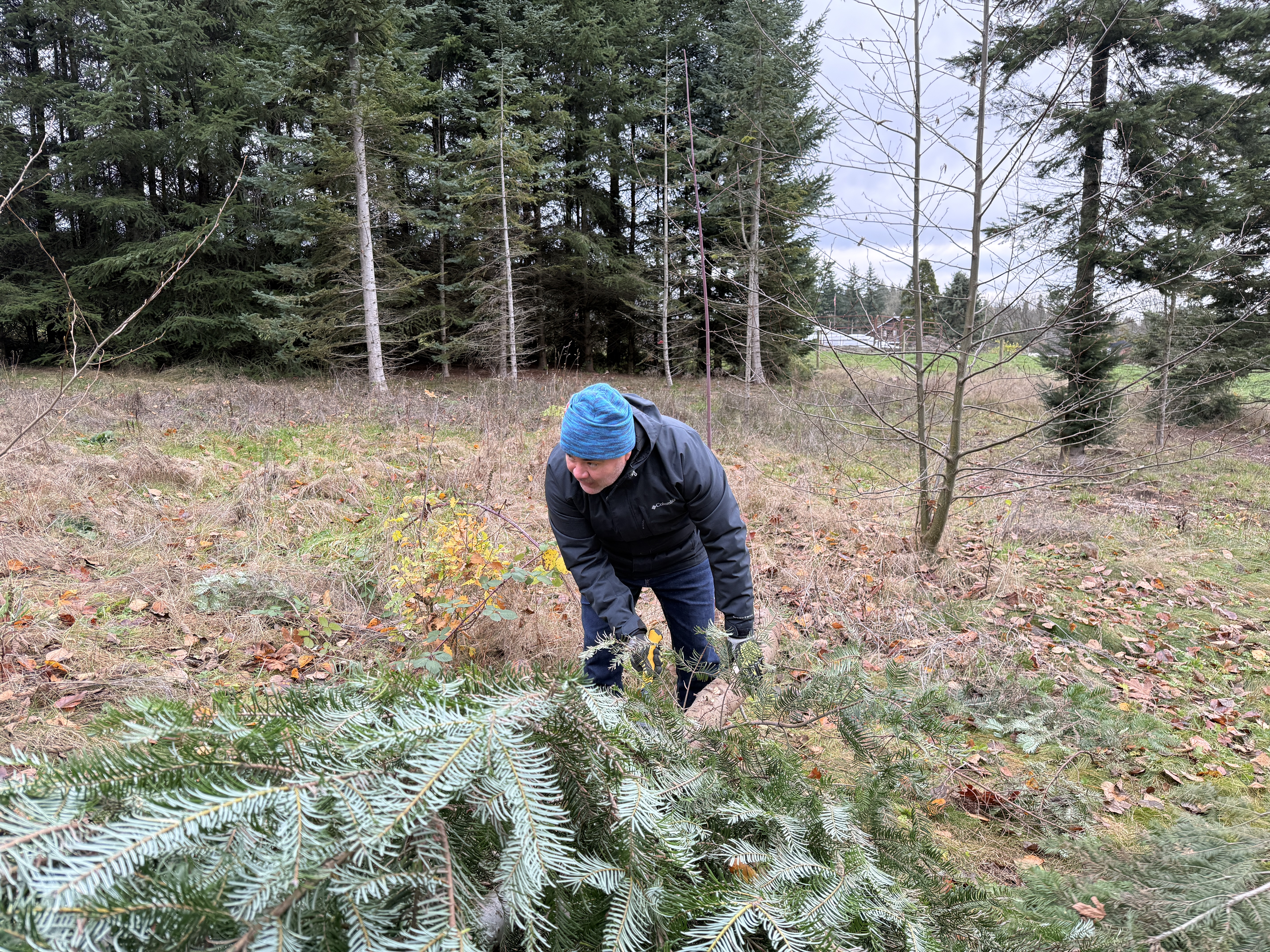 First tree down with nice shape