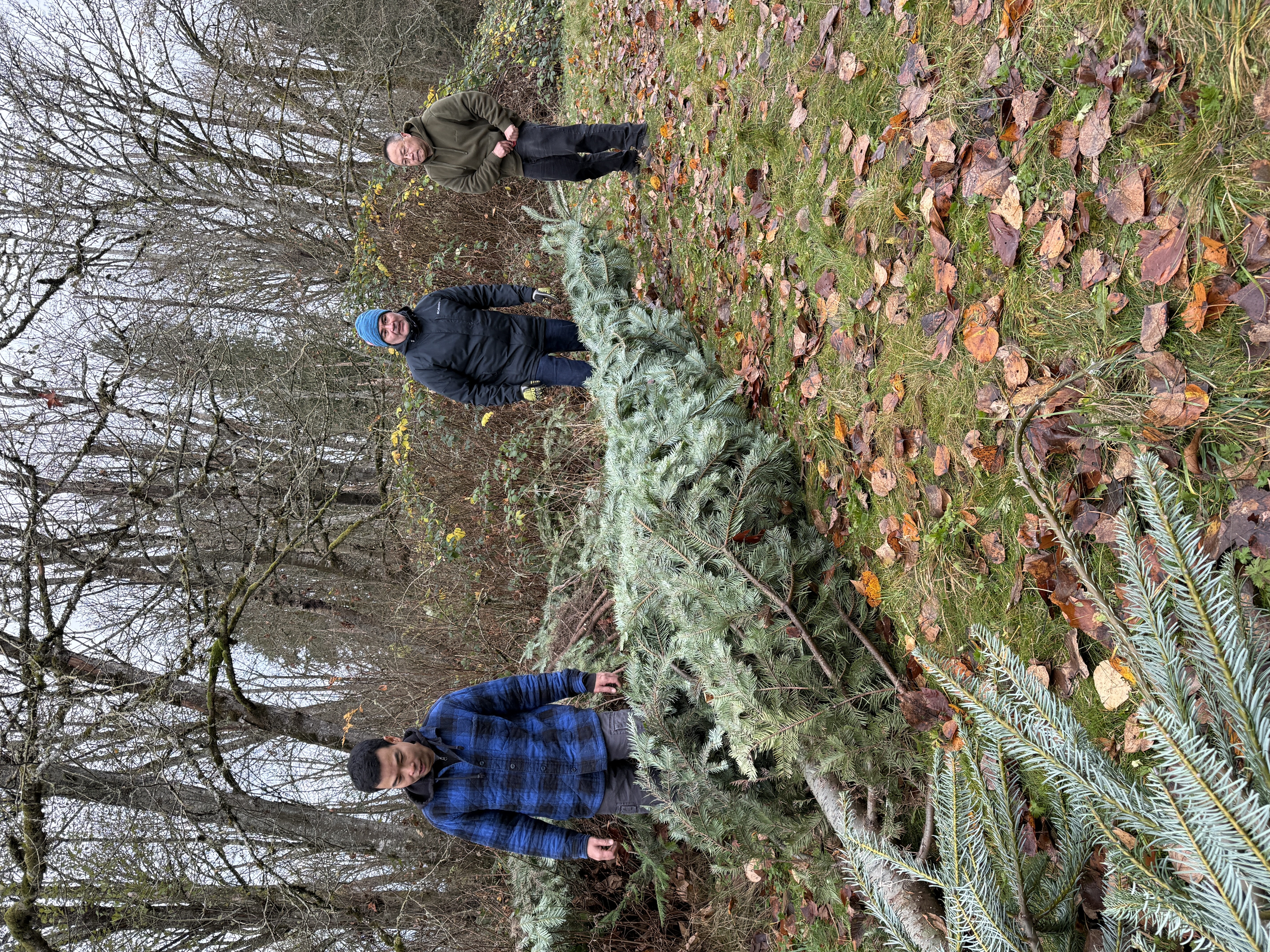Team reviewing a downed tree